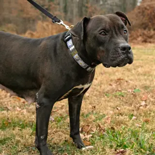 Magnolia (Maggie)