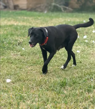 Ahcan / Mabel