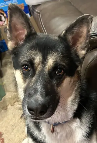 Buddy III