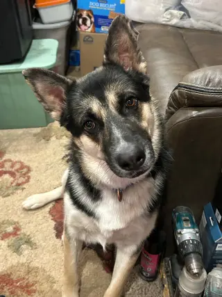 Buddy III