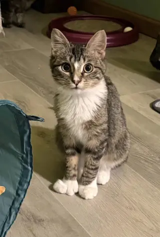 Freddy