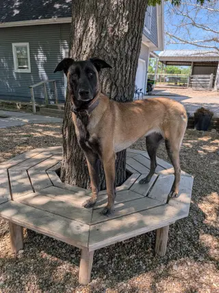 Mali