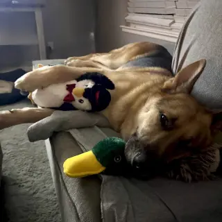 Henry
