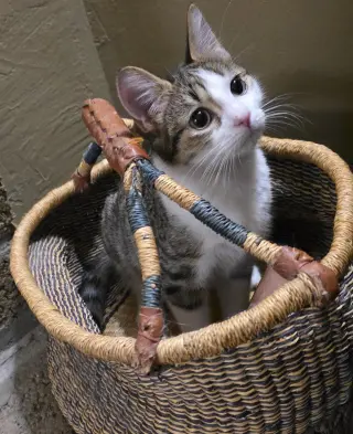Ziggy