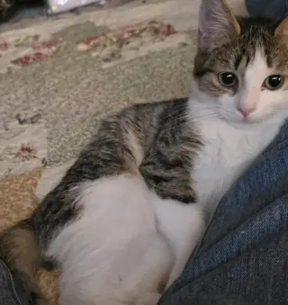 Ziggy