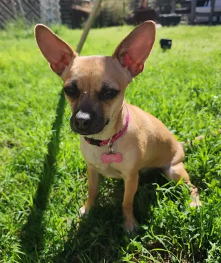 PIP #2