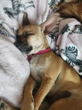 PIP #2