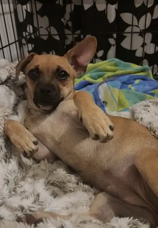 PIP #2