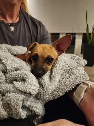 PIP #2