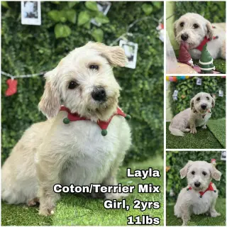 Layla from Korea