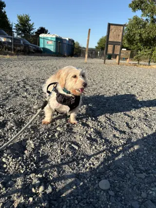 Layla from Korea