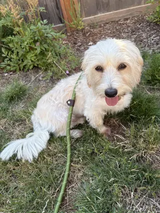 Layla from Korea