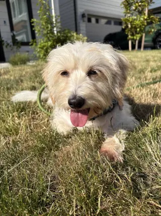 Layla from Korea