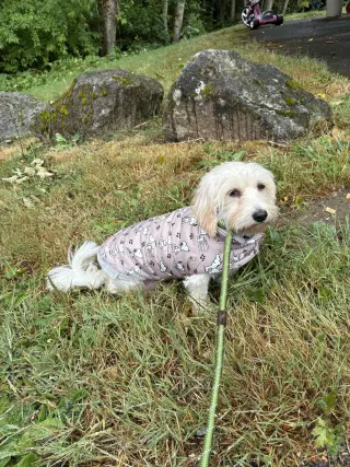 Layla from Korea