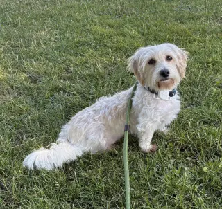 Layla from Korea