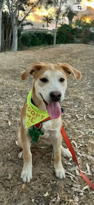 Mango