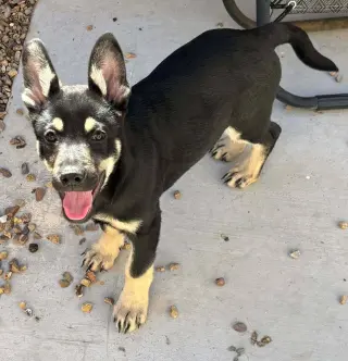 Cali litter - Bo, located in NV