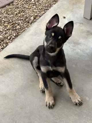Cali litter - Bo, located in NV