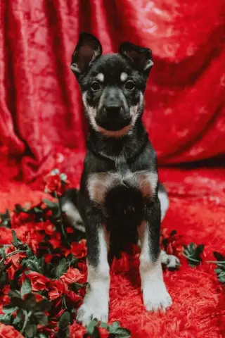 Cali litter - Bo, located in NV