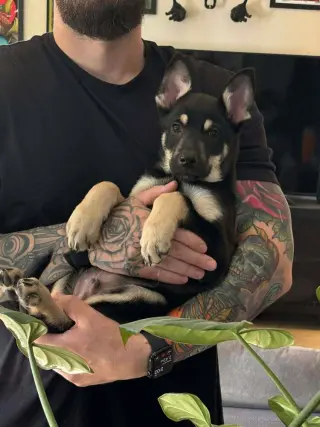 Cali litter - Bo, located in NV