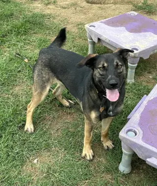 Zora "Hazel