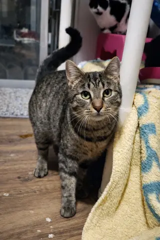 Zeus