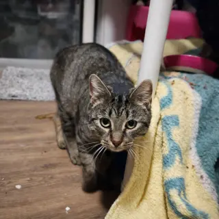 Zeus