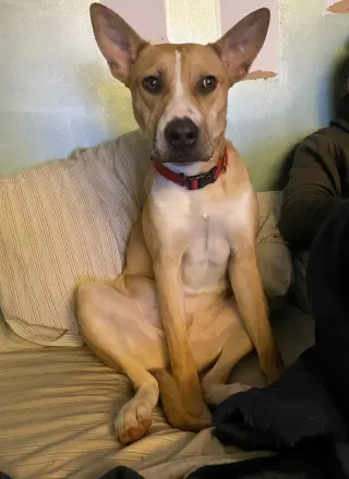 Aggie