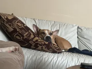 Aggie
