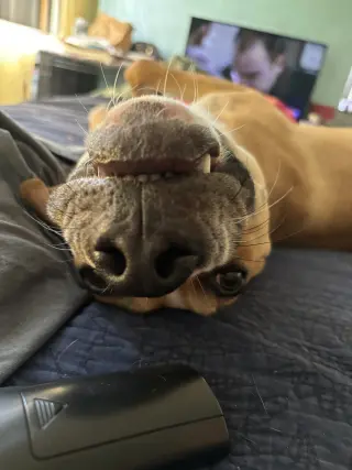 Aggie