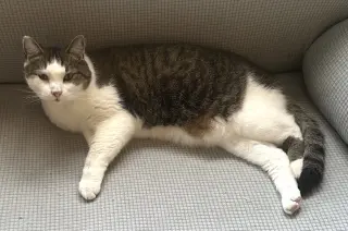 Dexter