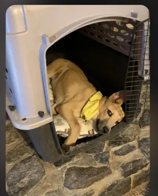 Bert