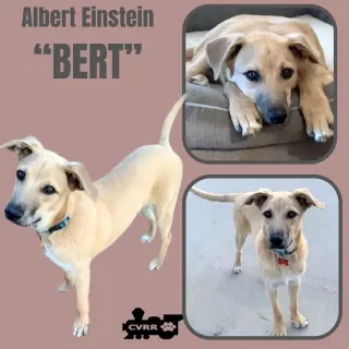 Bert