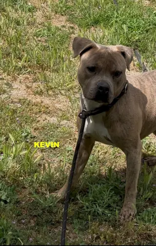 KEVIN