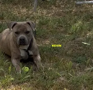 KEVIN