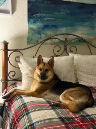 BIRDDOG