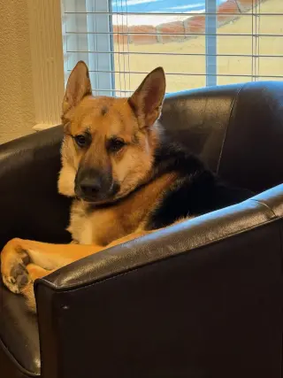 BIRDDOG