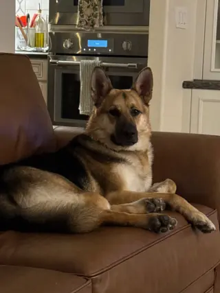 BIRDDOG