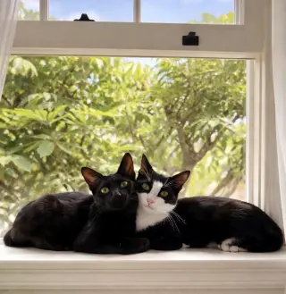Miss Ming Ming & Mr Bing Bing