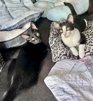 Miss Ming Ming & Mr Bing Bing