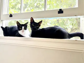 Miss Ming Ming & Mr Bing Bing
