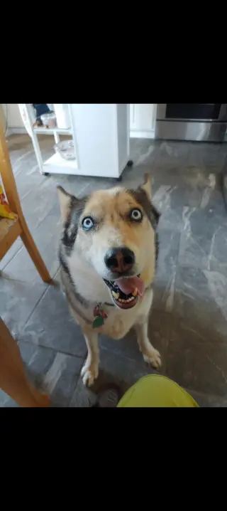 Stella