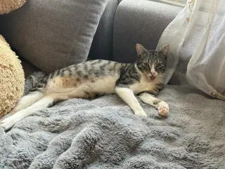Frederick