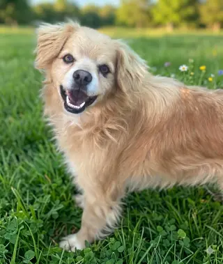 Buddy
