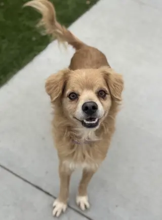 Buddy