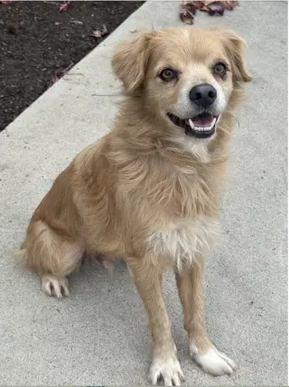 Buddy