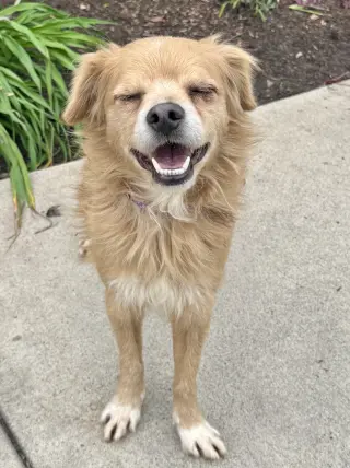 Buddy