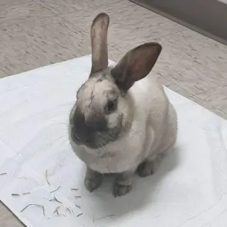 Bailee