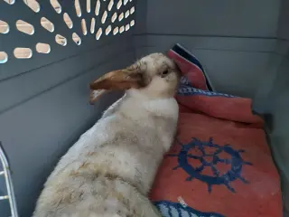 Bailee