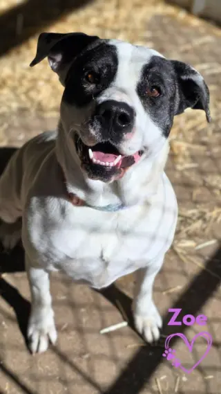 Zoe